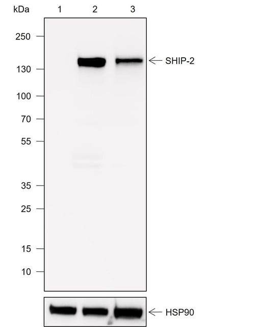 Anti-Human SHIP-2 Antibody [A749] - ABMIUM