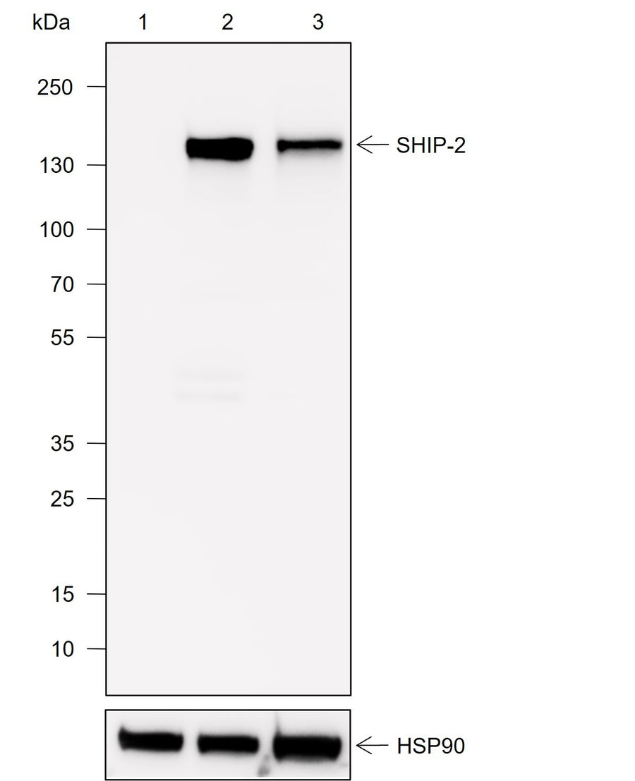 Anti-Human SHIP-2 Antibody [A749] - ABMIUM