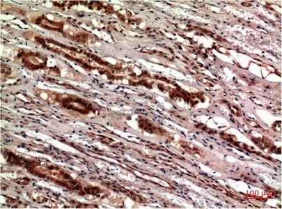 Anti-Human CST3 Antibody [5F1]