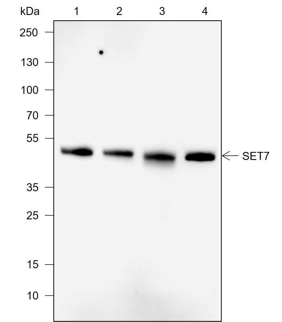 Anti-Human/Rat/Mouse SET7 Antibody [A733]