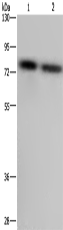 Anti-Human/Mouse/Rat PABPC1 Antibody - ABMIUM