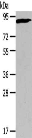 Anti-Human/Mouse CUL2 Antibody - ABMIUM