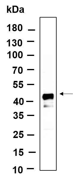 Anti-Human/Mouse/Rat DNAJA4 Antibody [B977] - ABMIUM