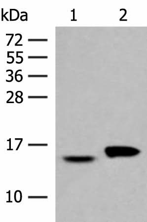 Western blot analysis of Hela and PC3 cell lysates using ISG15 Polyclonal Antibody at dilution of 1:500