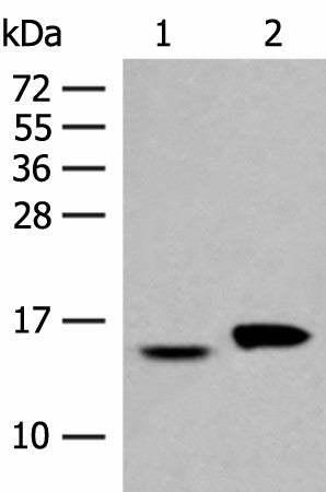 Western blot analysis of Hela and PC3 cell lysates using ISG15 Polyclonal Antibody at dilution of 1:500