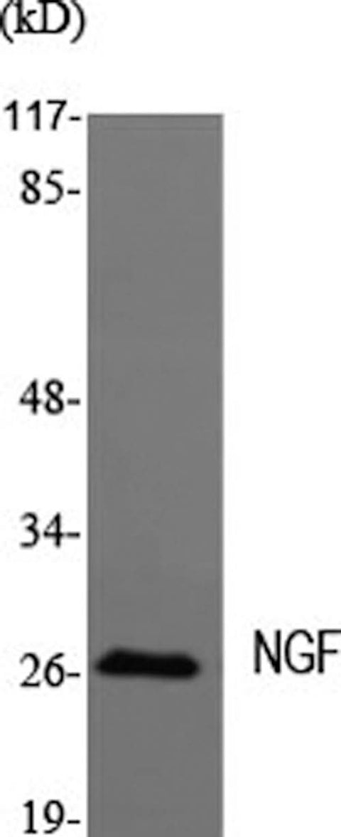 Western Blot analysis of MEF1 cells using NGF Polyclonal Antibody at dilution of 1:2000.