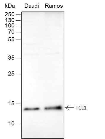 Anti-Human/Mouse TCL1 Antibody [A374]