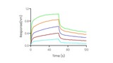 Loaded Recombinant Human CD32A / FCGR2A Protein, His Tag (Cat: PKSH030296) on His1K Biosensor, can bind Bevacizumab with an affinity constant of 0.62 μM as determined in BLI assay (Sartorius Octet RED384).