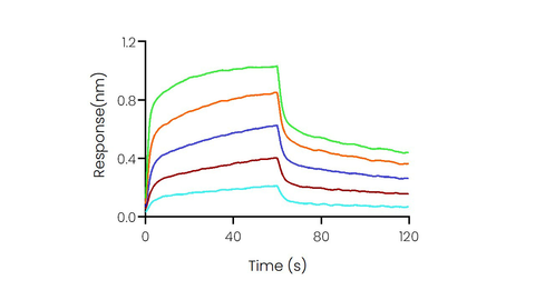 Loaded Recombinant Human CD32A / FCGR2A Protein, His Tag (Cat: PKSH030296) on His1K Biosensor, can bind Bevacizumab with an affinity constant of 0.62 μM as determined in BLI assay (Sartorius Octet RED384).