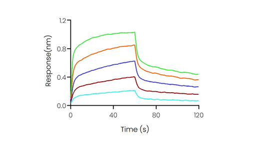 Loaded Recombinant Human CD32A / FCGR2A Protein, His Tag (Cat: PKSH030296) on His1K Biosensor, can bind Bevacizumab with an affinity constant of 0.62 μM as determined in BLI assay (Sartorius Octet RED384).