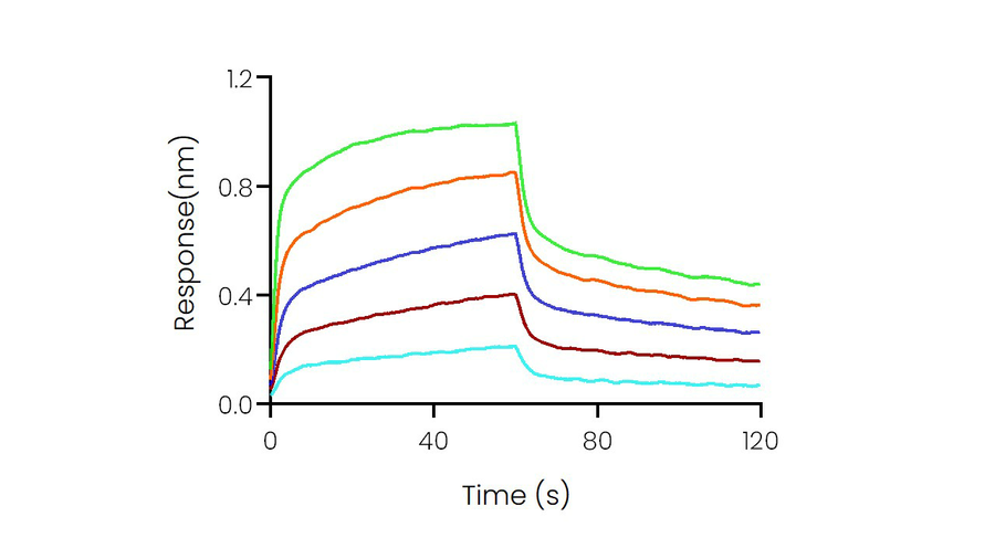 Loaded Recombinant Human CD32A / FCGR2A Protein, His Tag (Cat: PKSH030296) on His1K Biosensor, can bind Bevacizumab with an affinity constant of 0.62 μM as determined in BLI assay (Sartorius Octet RED384).
