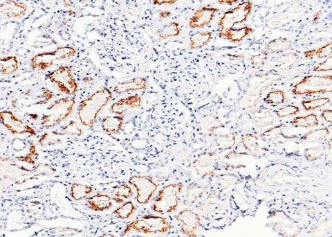 Anti-Human CST3 Antibody [B258] - ABMIUM