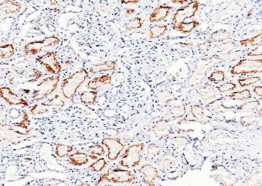 Anti-Human CST3 Antibody [B258] - ABMIUM