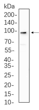 Anti-Human/Mouse/Rat AGO2 Antibody [B542]