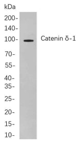 Anti-Human/Mouse/Rat Catenin δ-1 Antibody [B853]
