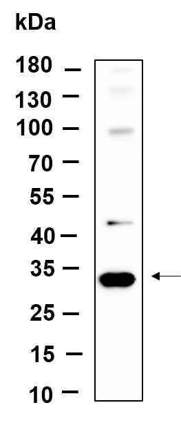 Anti-Human/Mouse/Rat Snail Antibody [B1159] - ABMIUM