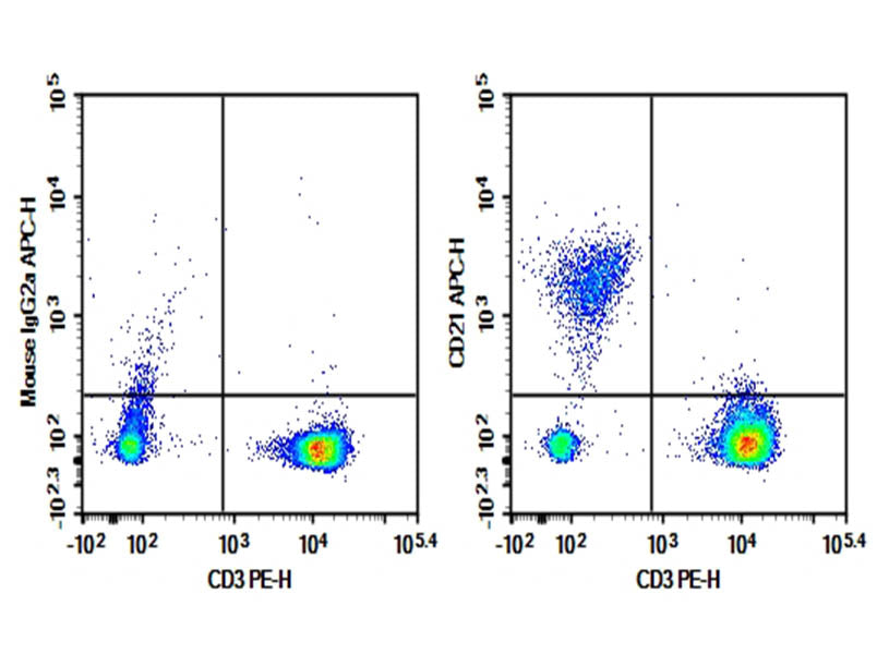 Human peripheral blood lymphocytes were stained with 0.2 μg Purified Anti-Human CD21 Antibody[HI21a] (Right) and 0.2 μg Mouse IgG2a, κ Isotype Control (Left), followed by APC-conjugated Goat Anti-Mouse IgG Secondary Antibody, then anti-Human CD3 PE-conjugated Monoclonal Antibody.