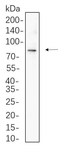 Anti-Human/Mouse/Rat β Catenin Antibody [B1069] - ABMIUM
