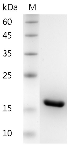 > 98 % as determined by reducing SDS-PAGE.