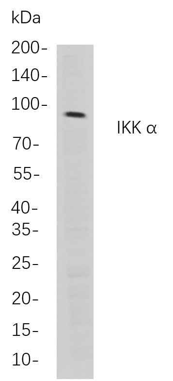 Anti-Human/Mouse/Rat IKK α Antibody [B796] - ABMIUM