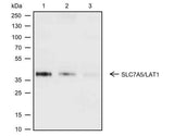 Anti-Human/Rat/Mouse SLC7A5/LAT1 Antibody [A613]