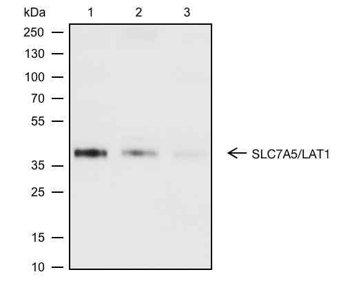 Anti-Human/Rat/Mouse SLC7A5/LAT1 Antibody [A613]
