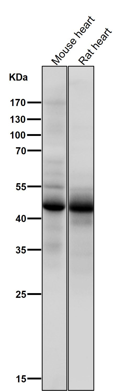 Anti-Phospho-p53 (S376) TP53 Rabbit Monoclonal Antibody Boster Bio