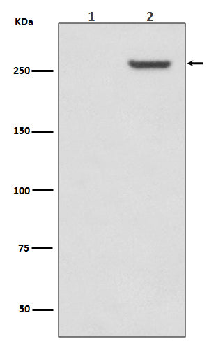 Anti-Phospho-mTOR (S2481) Rabbit Monoclonal Antibody Boster Bio