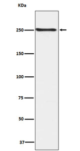 Anti-Phospho-mTOR (S2448) Rabbit Monoclonal Antibody Boster Bio