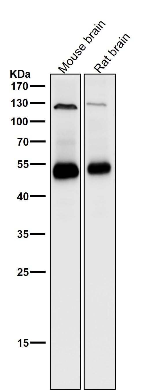 Anti-Phospho-PTEN (S380) Rabbit Monoclonal Antibody Boster Bio