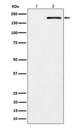Anti-Phospho-ErbB2 (Y1139) Rabbit Monoclonal Antibody Boster Bio