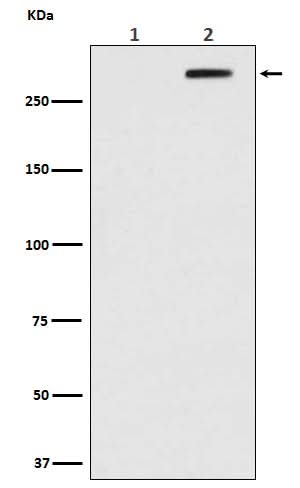Anti-Phospho-ATM (S1981) Rabbit Monoclonal Antibody Boster Bio