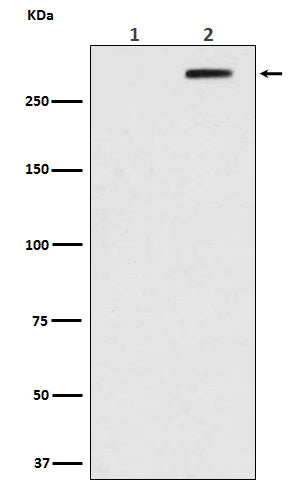 Anti-Phospho-ATM (S1981) Rabbit Monoclonal Antibody Boster Bio