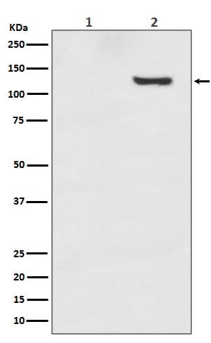 Anti-Phospho-SIRT1 (T530) Rabbit Monoclonal Antibody Boster Bio