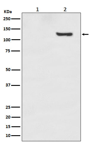 Anti-Phospho-SIRT1 (T530) Rabbit Monoclonal Antibody Boster Bio