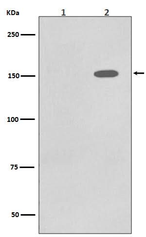 Anti-Phospho-EGFR (Y1086) Rabbit Monoclonal Antibody Boster Bio