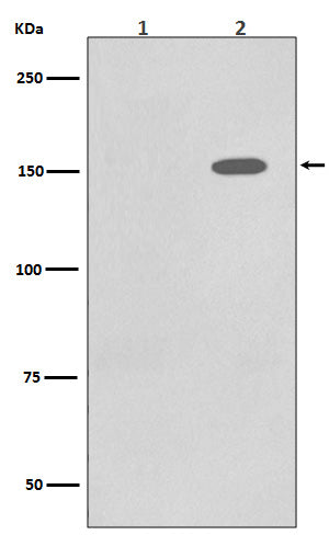 Anti-Phospho-EGFR (Y1086) Rabbit Monoclonal Antibody Boster Bio
