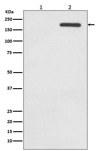 Anti-Phospho-EGFR (Y1092) Rabbit Monoclonal Antibody Boster Bio