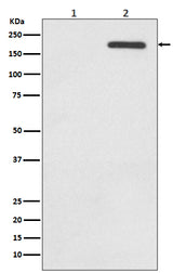 Anti-Phospho-EGFR (Y1092) Rabbit Monoclonal Antibody Boster Bio