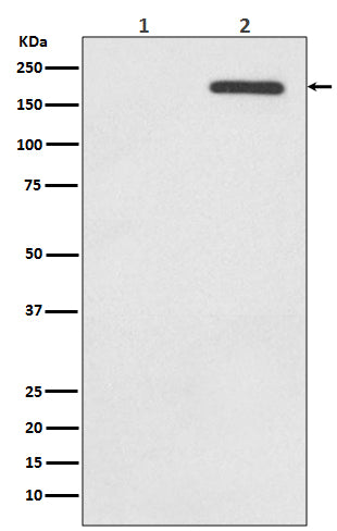 Anti-Phospho-EGFR (Y1092) Rabbit Monoclonal Antibody Boster Bio