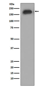 Anti-Phospho-EGFR (Y1092) Rabbit Monoclonal Antibody Boster Bio