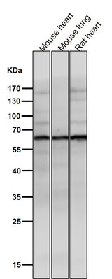 Anti-Phospho-AKT1 (S129) Rabbit Monoclonal Antibody Boster Bio