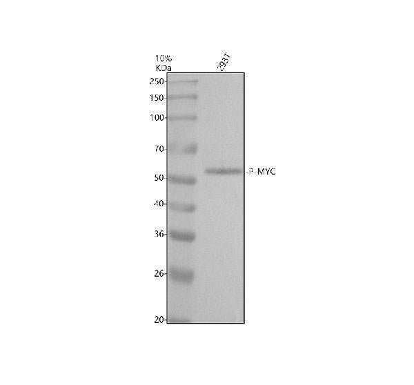 Anti-Phospho-c-Myc (T58 + S62) Rabbit Monoclonal Antibody Boster Bio