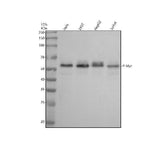 Anti-Phospho-c-Myc (T58) Rabbit Monoclonal Antibody Boster Bio