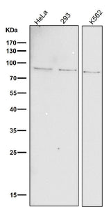 Anti-Phospho-STAT1 (Y701) Rabbit Monoclonal Antibody Boster Bio