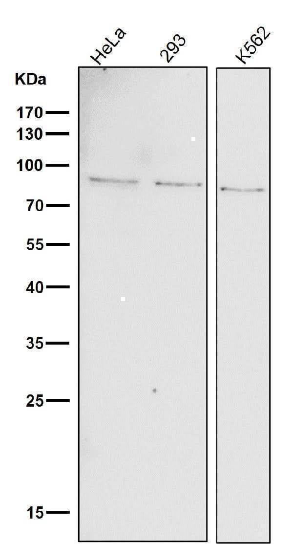 Anti-Phospho-STAT1 (Y701) Rabbit Monoclonal Antibody Boster Bio