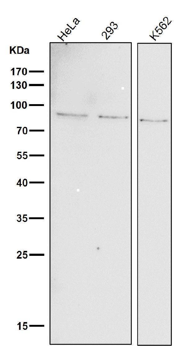 Anti-Phospho-STAT1 (Y701) Rabbit Monoclonal Antibody Boster Bio