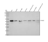 Anti-Phospho-Smad2 (S250) Rabbit Monoclonal Antibody Boster Bio