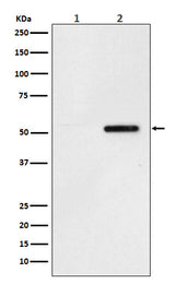 Anti-Phospho-Tau (S324) Rabbit Monoclonal Antibody Boster Bio