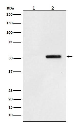 Anti-Phospho-Tau (S324) Rabbit Monoclonal Antibody Boster Bio